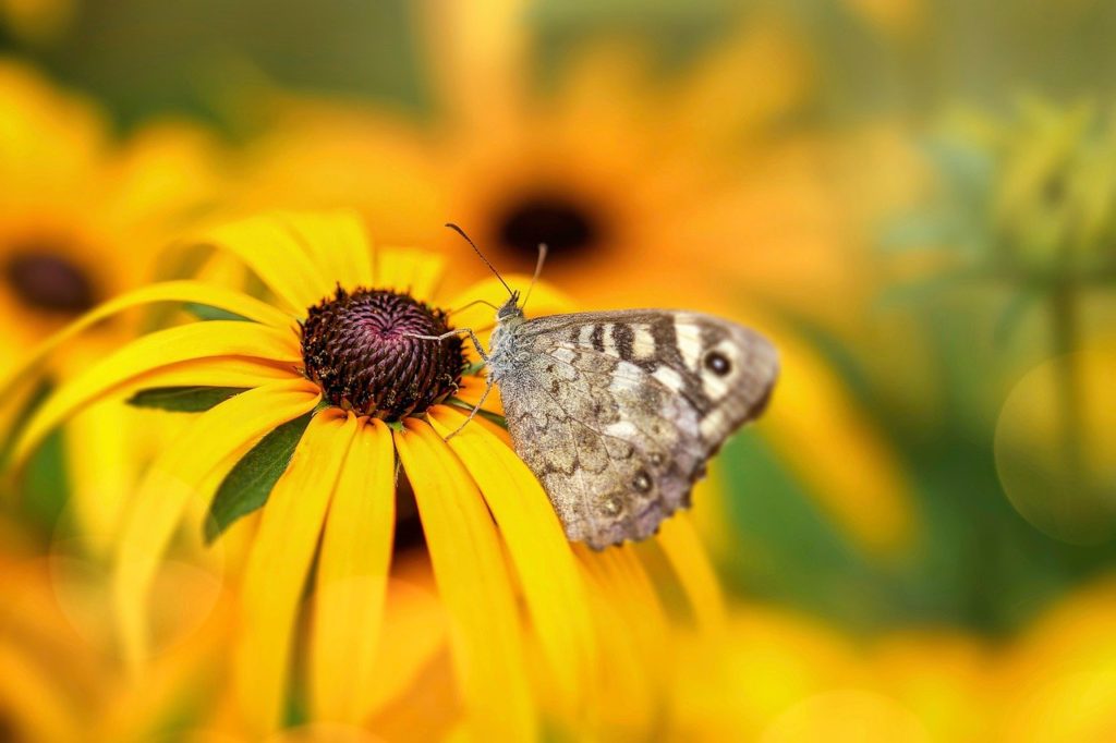 butterfly, insect, flower-7385070.jpg